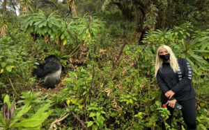gorillas in Rwanda, Rwanda gorillas, gorilla trekking Rwanda, Rwanda gorilla trekking, mountain gorillas Rwanda, mountain gorillas in Rwanda, Rwanda gorilla safari, Rwanda gorilla tours, Rwanda gorilla trekking tours, Rwanda gorilla safari packages, gorilla trekking in Rwanda, gorilla safari Rwanda, Volcanoes National Park gorillas, Volcanoes National Park gorilla trekking, Rwanda mountain gorilla trekking, Rwanda gorilla permit, Rwanda gorilla permit cost, gorilla trekking Rwanda price, Rwanda gorilla trekking cost, gorilla trekking from Kigali, Rwanda gorilla tours from Kigali, Kigali gorilla trekking tour, one day Rwanda gorilla trek, one day gorilla trekking Rwanda, one day gorilla tour from Kigali, 2 day Rwanda gorilla safari, 3 day Rwanda gorilla safari, 5 day Rwanda gorilla safari, 7 day Rwanda gorilla safari, private Rwanda gorilla safari, private gorilla trekking Rwanda, luxury gorilla trekking Rwanda, luxury Rwanda gorilla safari, affordable Rwanda gorilla safari, cheap gorilla trekking Rwanda, all inclusive Rwanda gorilla safari, Rwanda gorilla holiday, Rwanda gorilla vacation, Rwanda gorilla adventure, African gorilla safari, African gorilla trekking, mountain gorilla safari Africa, best gorilla trekking Africa, best gorilla safari Rwanda, best time for gorilla trekking Rwanda, Rwanda gorilla trekking dry season, Rwanda gorilla trekking rainy season, Rwanda gorilla trekking peak season, gorilla trekking Rwanda December, gorilla trekking Rwanda June, gorilla trekking Rwanda July, gorilla trekking Rwanda August, gorilla trekking Rwanda September, Rwanda gorilla trekking packing list, what to wear gorilla trekking Rwanda, Rwanda gorilla trekking difficulty, Rwanda gorilla trekking fitness, gorilla trekking Rwanda seniors, Rwanda gorilla trekking age limit, Rwanda gorilla trekking rules, Rwanda gorilla photography safari, gorilla trekking photography Rwanda, gorilla families Rwanda, habituated gorillas Rwanda, silverback gorillas Rwanda, baby gorillas Rwanda, gorilla conservation Rwanda, mountain gorilla conservation Rwanda, responsible gorilla tourism Rwanda, Rwanda primate safari, Rwanda gorilla and golden monkey safari, golden monkey trekking Rwanda, Rwanda gorilla and chimpanzee safari, Rwanda chimpanzee trekking, Rwanda gorilla and wildlife safari, Rwanda gorilla and Big Five safari, Rwanda gorilla and Akagera safari, Akagera and gorilla trekking Rwanda, Rwanda gorilla and Lake Kivu safari, Lake Kivu gorilla safari, Rwanda honeymoon gorilla safari, Rwanda gorilla safari for couples, Rwanda gorilla safari for families, Rwanda gorilla trekking solo travelers, Rwanda gorilla safari photographers, Rwanda gorilla trekking for seniors, Rwanda vs Uganda gorilla trekking, Uganda vs Rwanda gorilla safari, Uganda gorilla trekking from Kigali, Kigali to Bwindi gorilla safari, Rwanda Uganda gorilla safari, East Africa gorilla safari, Rwanda primate tours, Volcanoes National Park safari, Rwanda safari and gorilla trekking, Rwanda wildlife and gorilla safari, Rwanda gorilla lodge, gorilla lodges Rwanda, lodges near Volcanoes National Park, Rwanda gorilla trekking accommodation, Rwanda gorilla tour operator, Rwanda gorilla trekking company, and book Rwanda gorilla trekking