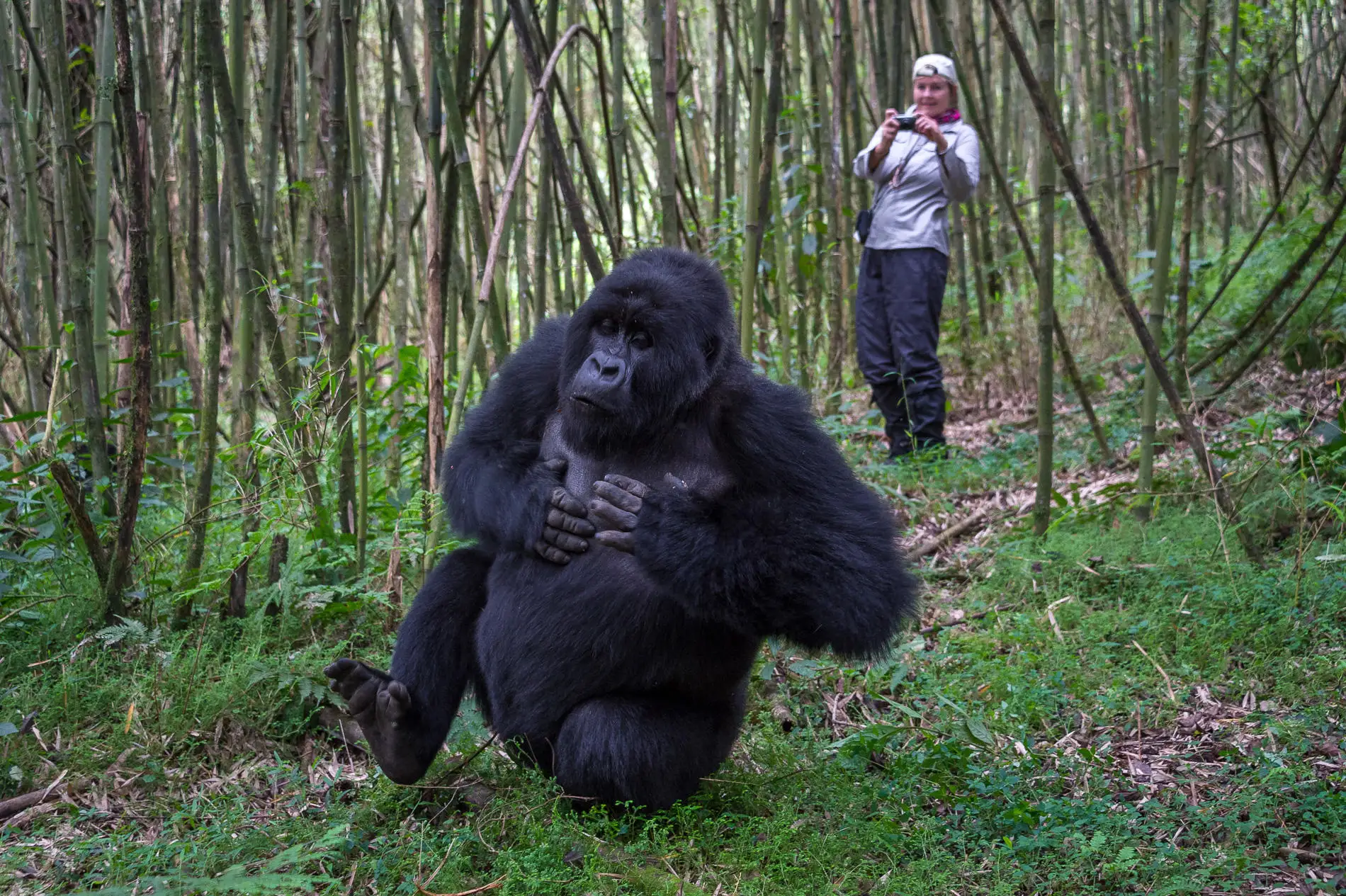 Golden Monkey Trekking
