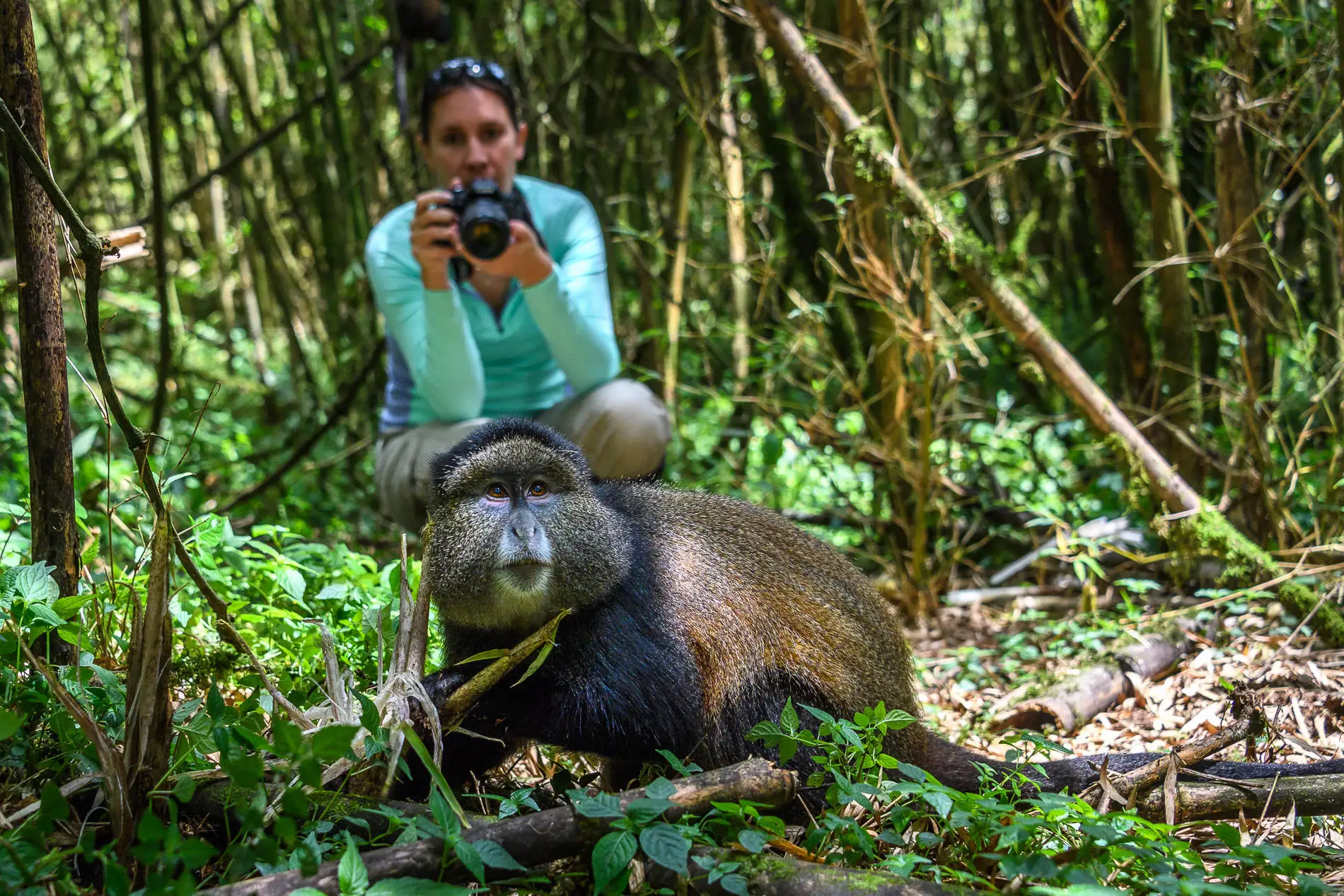 Rwanda Uganda Safari