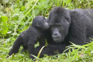 3 Days Uganda Gorilla Trek in Mgahinga from Kigali, 2 Days Gorilla Trekking in Volcanoes National Park, 1 Day Gorilla Trekking in Rwanda