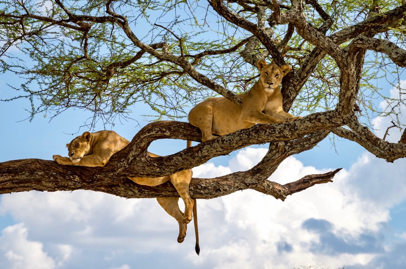 uganda tourism