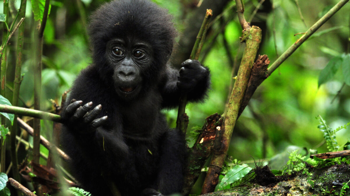 Gorilla Habituation Experience in the Rushaga sector, Gorilla Trekking in Uganda's Mgahinga Gorilla National Park, guided gorilla safaris in rwanda, gorilla trekking in Uganda