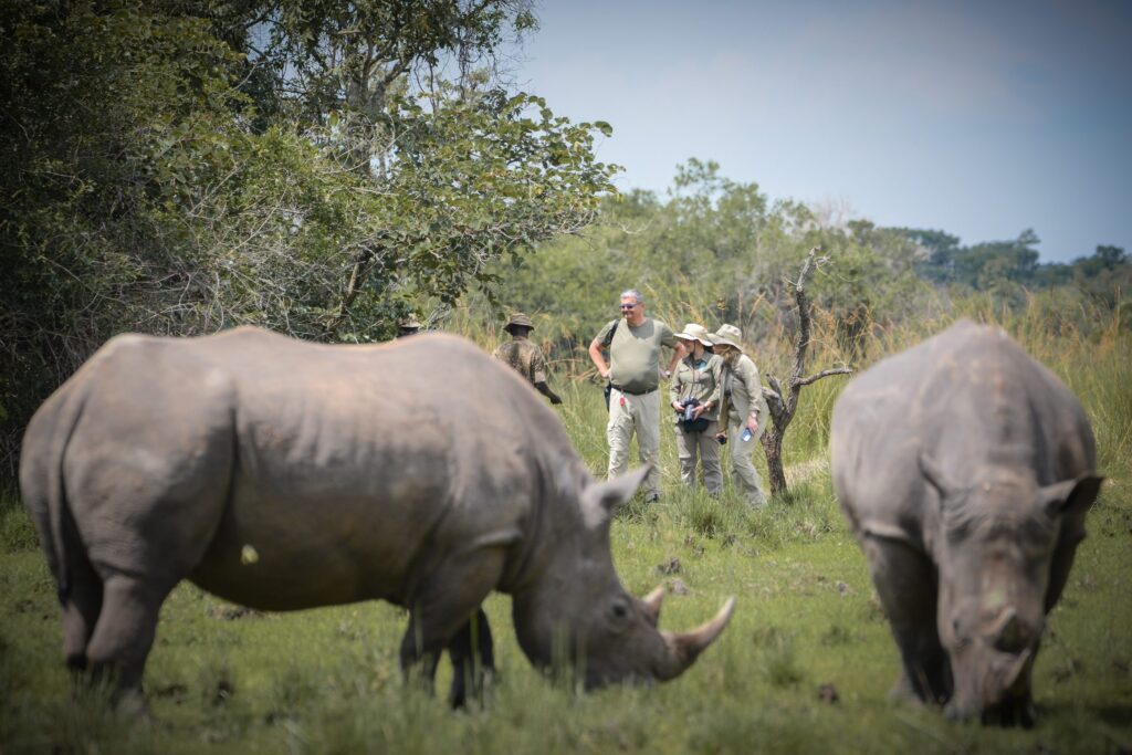 Wildlife Safaris in Rwanda, uganda tourism, Big 5 Safaris in Uganda, Ultimate Wildlife Safari Guide 2026, big five safaris in uganda, uganda big five, Big Five safaris in Uganda, Uganda wildlife safari, Uganda safari tours, Uganda Big Five tour, Murchison Falls safari, Queen Elizabeth National Park safari, Uganda national parks, Uganda wildlife holidays, Uganda safari packages, African Big Five safari, Uganda game drives, Uganda luxury safari, Uganda budget safari, Uganda family safari, Uganda honeymoon safari, Uganda wildlife adventure, Uganda safari holidays, Rhino tracking Uganda, Ziwa Rhino Sanctuary, Tree climbing lions Uganda, African elephants Uganda, Leopard safari Uganda, Buffalo safari Uganda, Lion safari Uganda, Uganda wildlife photography, Uganda safari itinerary, Uganda guided safari, Uganda safari lodges, Uganda safari accommodation, Uganda birdwatching safari, Uganda wildlife conservation, Uganda eco tourism, Uganda safari experience, Uganda travel guide, Best safari in Uganda, Uganda safari cost, Uganda safari deals, Uganda safari holidays package, Gorilla and Big Five safari, Chimpanzee and wildlife safari, Bwindi gorilla trekking, Kibale chimpanzee trekking, Wildlife viewing Uganda, Uganda safari destinations, East Africa safari, Uganda adventure tours, Uganda safari vacation, Uganda private safari, Uganda tailor-made safari, Uganda safari company, Uganda wildlife parks, Uganda safari experts, Uganda game viewing, Uganda safari planning, Uganda safari guide, Best time for Uganda safari, Uganda wildlife tour operator, Uganda safari booking, Uganda safari travel, African wildlife tours, 5 Days Rwanda Gorilla Trek & Uganda Big Five Safari