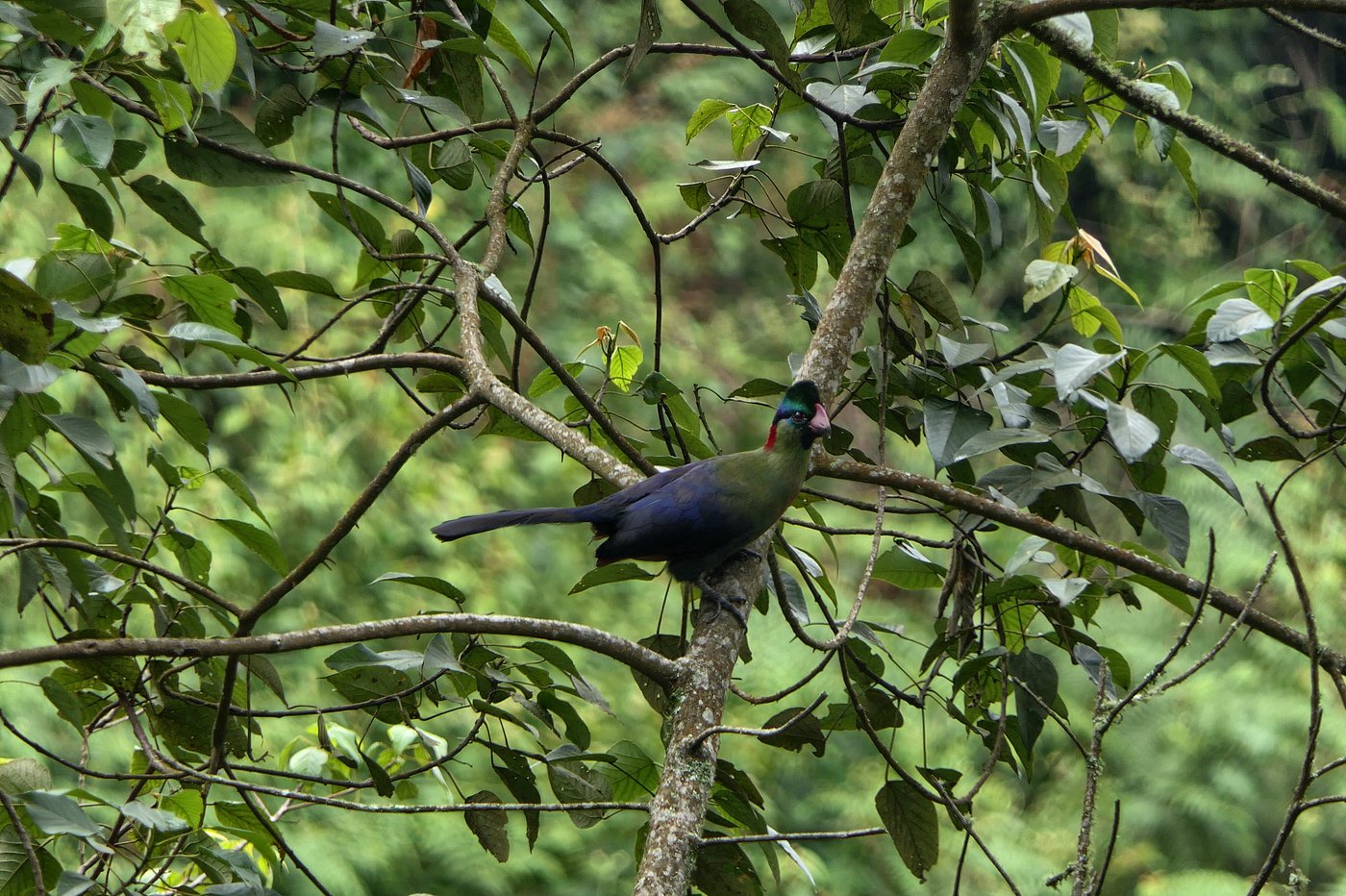 volcanoes national park rwanda