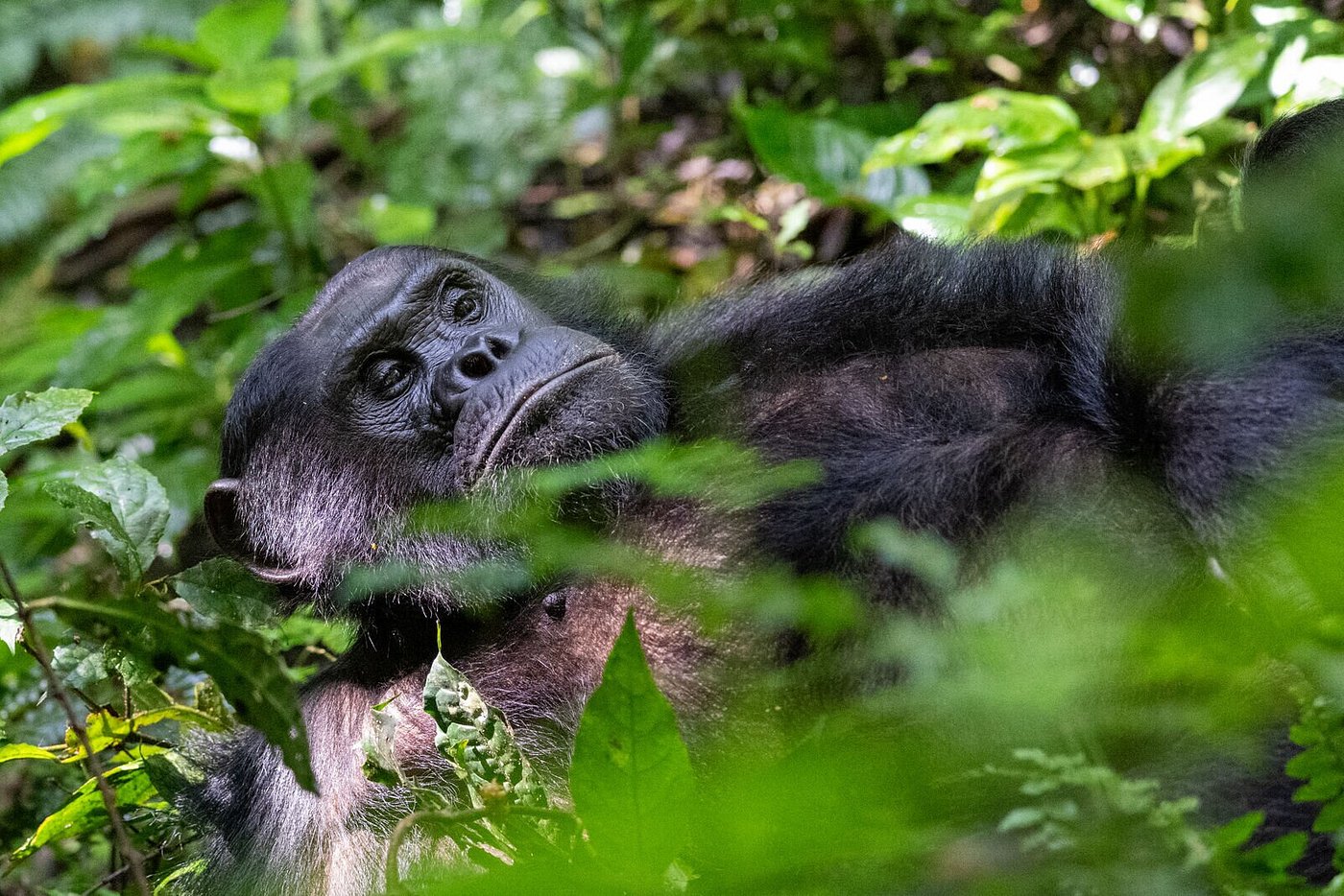 Experiences to Combine with Gorilla Trekking in Rwanda and Uganda