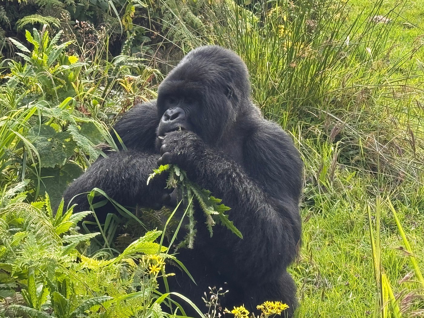 Best National Parks for Gorilla Trekking