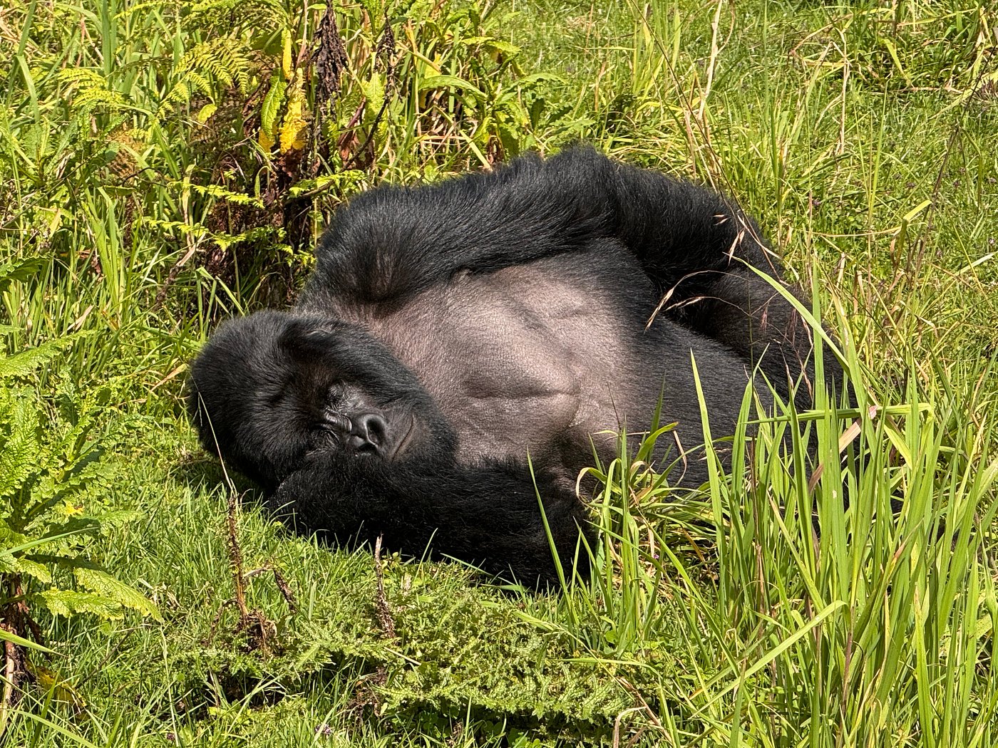 Gorilla Trekking Tours in Rwanda and Uganda