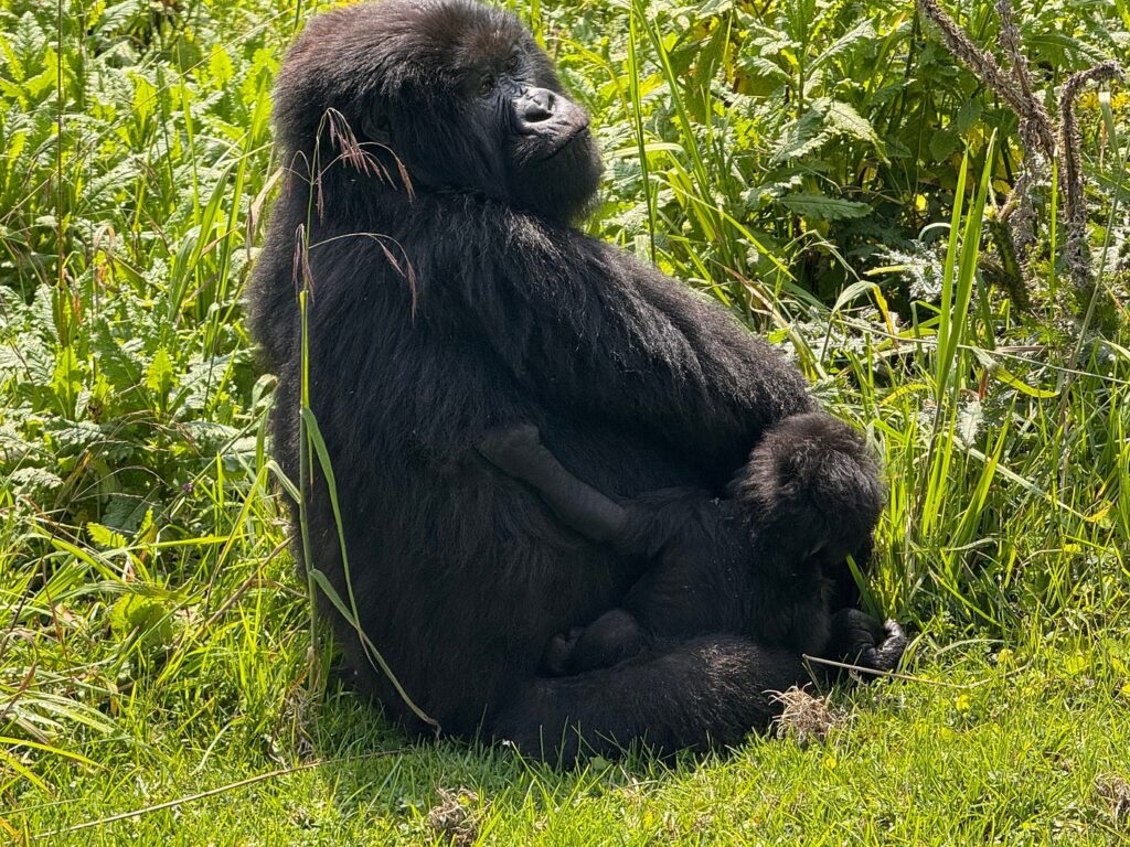 volcanoes national park rwanda
