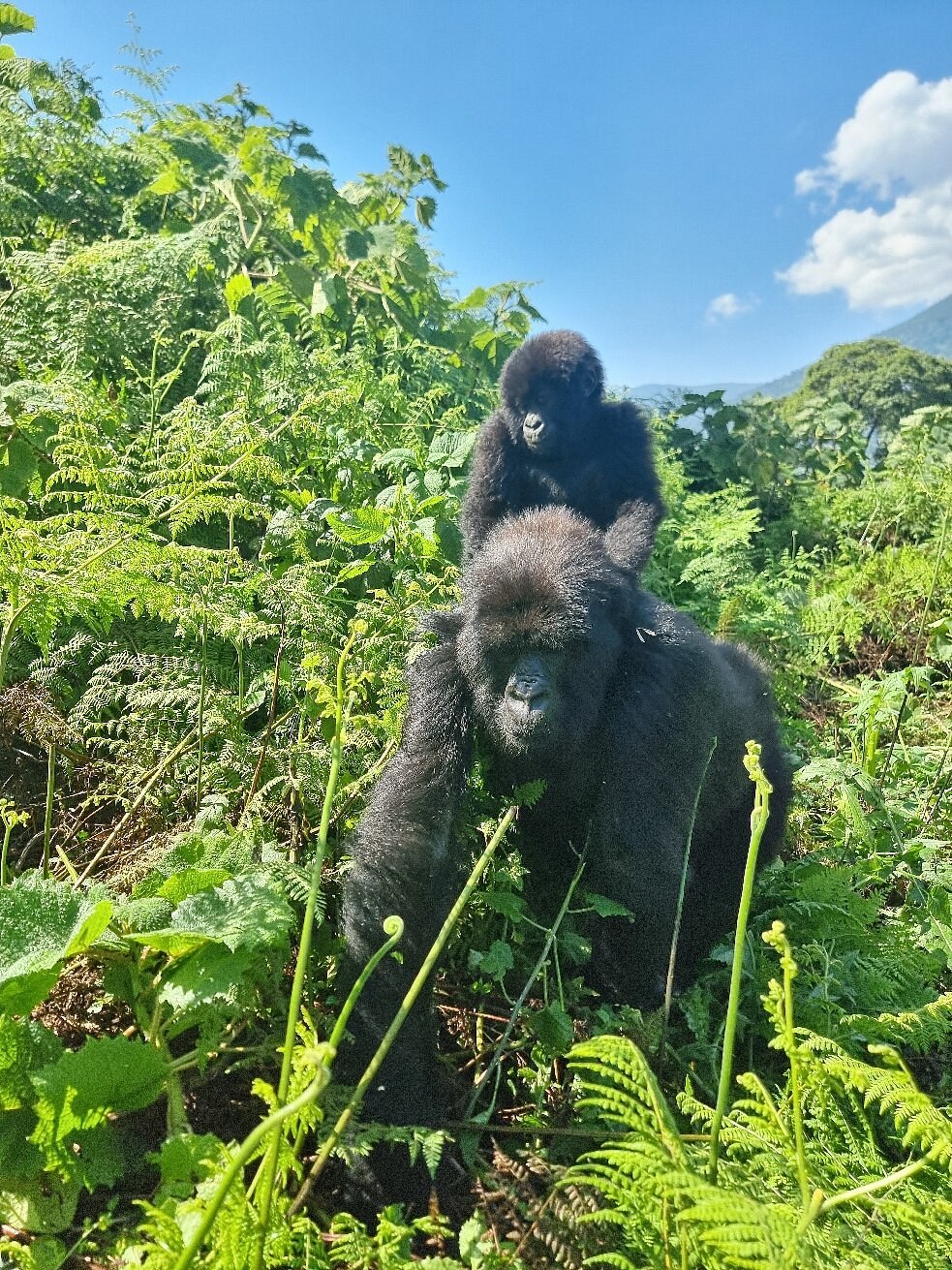 visit rwanda safaris