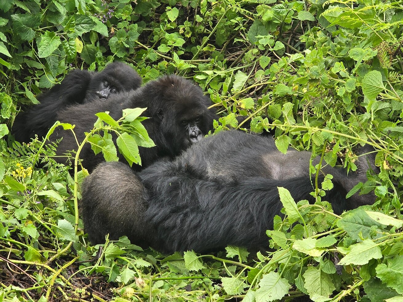 Gorilla Habituation Experience in the Rushaga sector