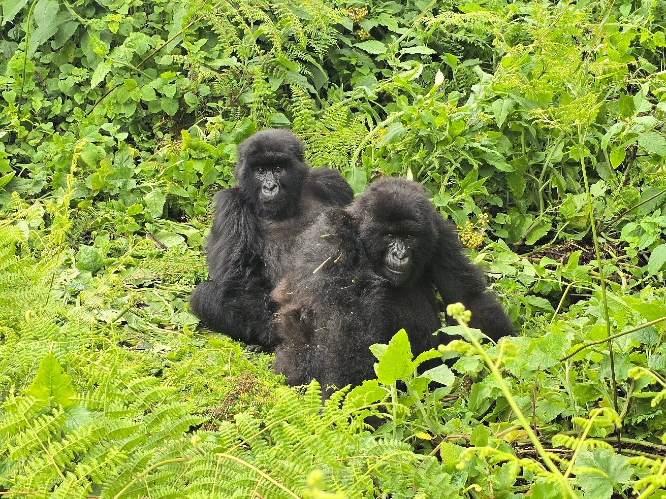 gorilla trekking in Rwanda and Uganda