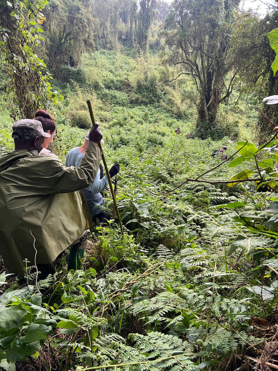 gorilla trekking in Rwanda and Uganda