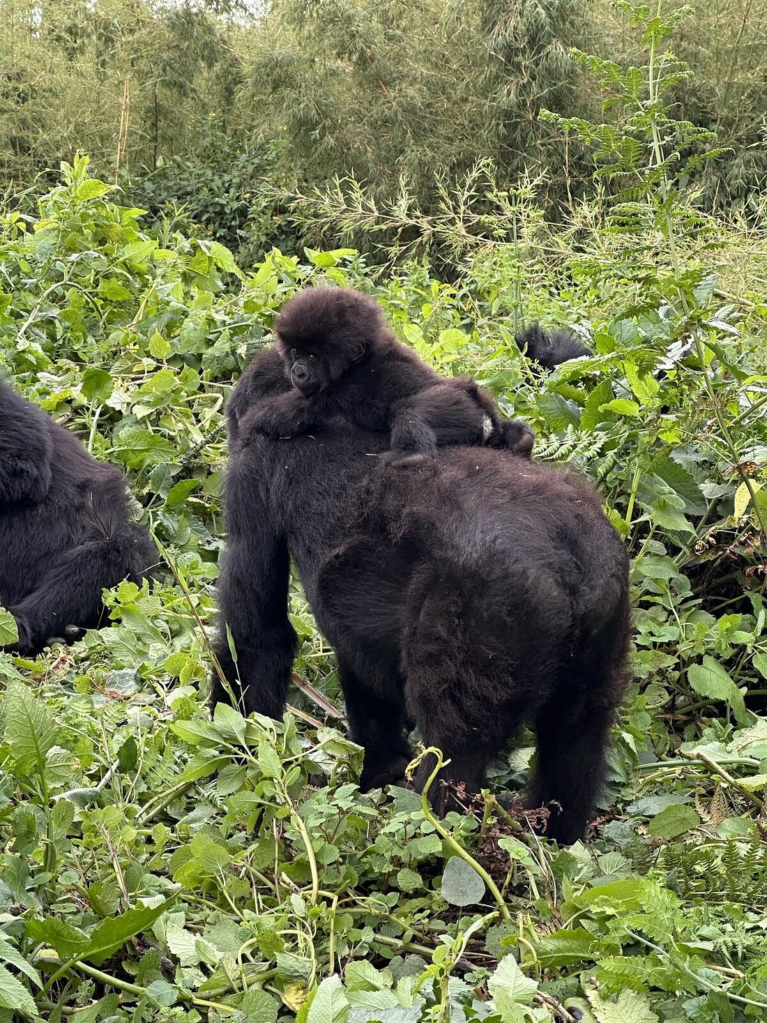 Experiences to Combine with Gorilla Trekking in Rwanda and Uganda