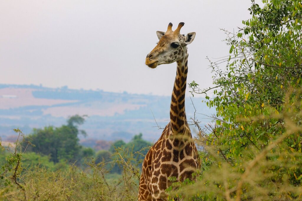 Visit Rwanda Safaris | Mountain Gorillas and Rwanda Wildlife