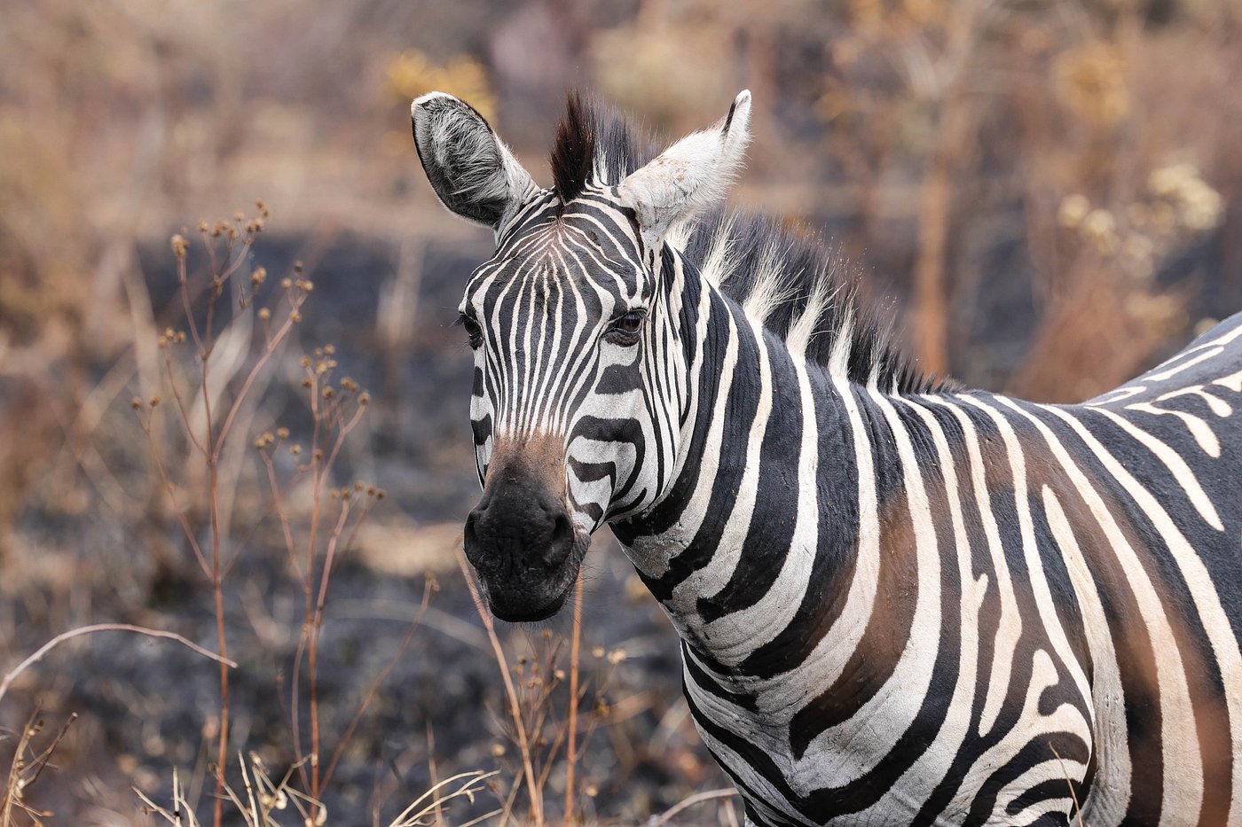 Experiences to Combine with Gorilla Trekking in Rwanda and Uganda
