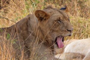 African lion, African leopard, African elephant, Cape buffalo, and rhinoceros, Wildlife Safaris in Rwanda, uganda tourism, Big 5 Safaris in Uganda, Ultimate Wildlife Safari Guide 2026, big five safaris in uganda, uganda big five, 5 Days Rwanda Gorilla Trek & Uganda Big Five Safari, 9 Days Rwanda Tour & Uganda Gorilla Trekking