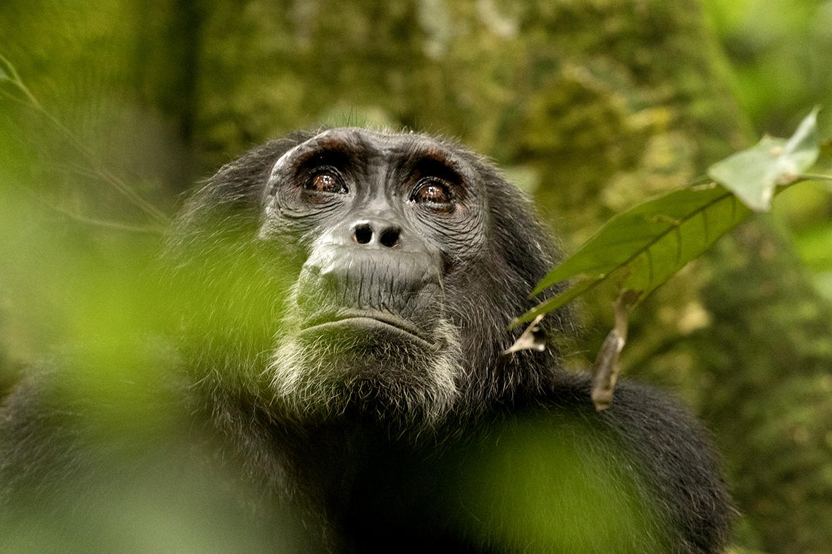 nyungwe national park, nyungwe national park rwanda, nyungwe national park fees, nyungwe national park photos, nyungwe national park activities, nyungwe national park location, nyungwe national park map,  nyungwe national park located in which district, nyungwe national park entrance fee, nyungwe national park animals, nyungwe national park reviews, nyungwe forest national park rwanda, visit rwanda nyungwe national park, where is nyungwe national park located in rwanda, how many national parks are in rwanda, , national parks in kigali, nyungwe rwanda, nyungwe national park facts, nyungwe national park entrance fees, nyungwe national park zipline price, national park service fees, nyungwe forest national park activities, national parks activities, animals in nyungwe national park, nyungwe forest national park location, chimpanzee tracking in nyungwe national park, chimpanzee trekking in nyungwe national park, chimpanzee trekking in nyungwe forest national park, chimpanzee tracking uganda, chimpanzee tracking, chimpanzee trekking rwanda, chimpanzee trekking uganda, nyungwe forest chimpanzee trekking