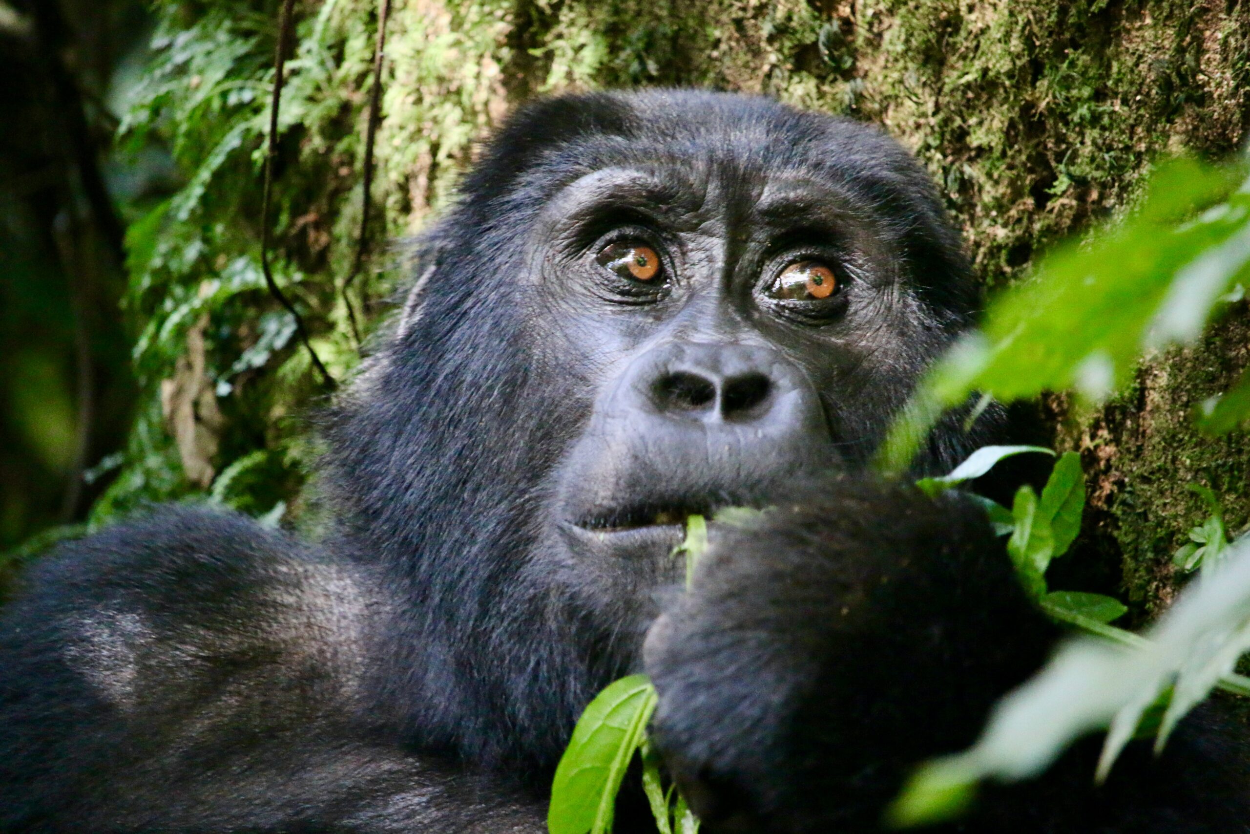 Popular Rwanda Attractions