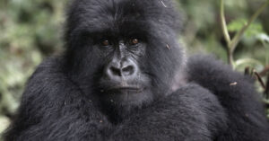 Gorilla Trekking Regulations in Rwanda and Uganda