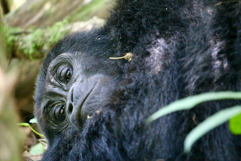 Gorilla Trekking Tours in Rwanda and Uganda