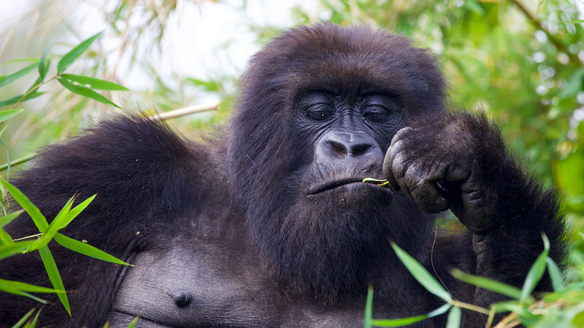 Experiences to Combine with Gorilla Trekking in Rwanda and Uganda
