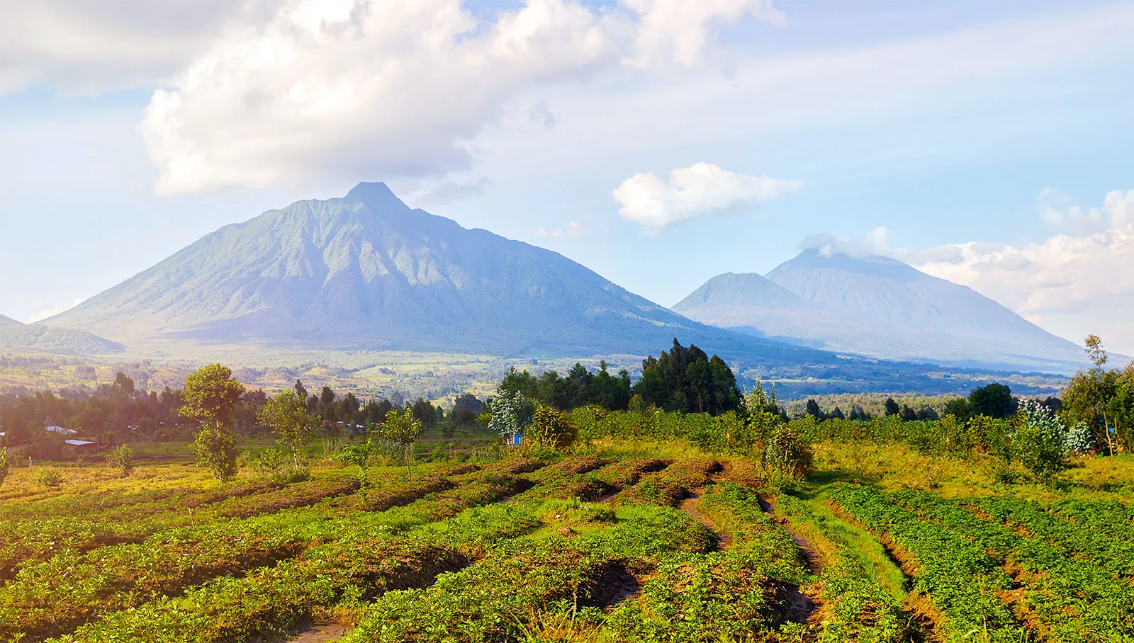 gorillas in rwanda, 9 Days Rwanda Tour & Uganda Gorilla Trekking