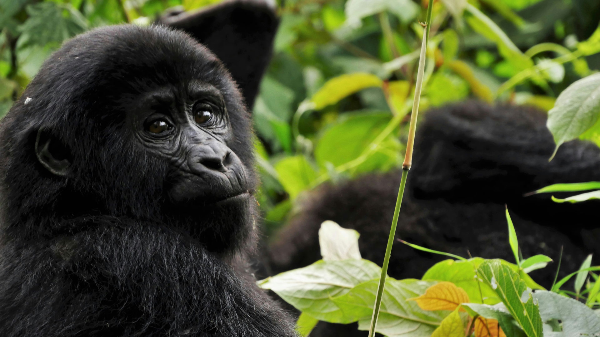 gorilla trekking in rwanda and uganda