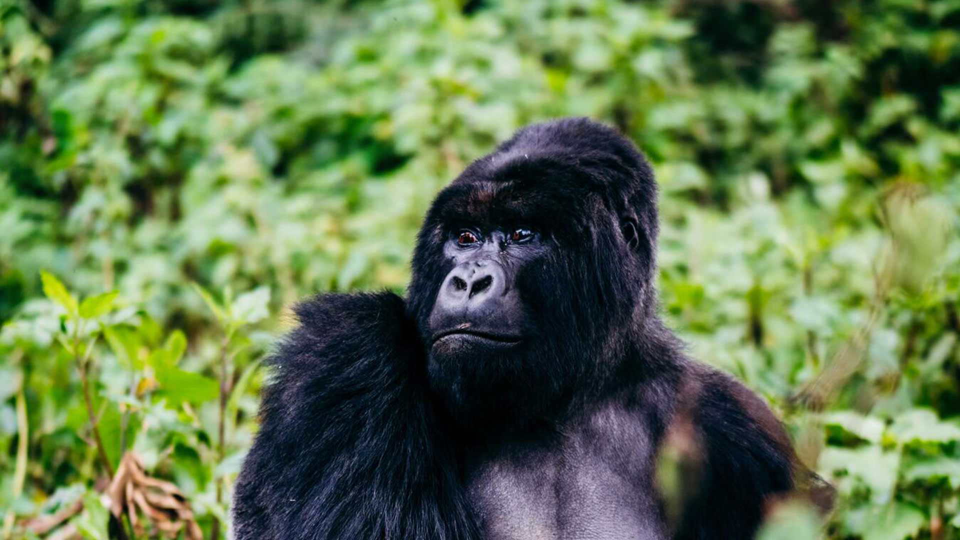 bwindi impenetrable national park, Gorilla Habituation Experience in the Rushaga sector