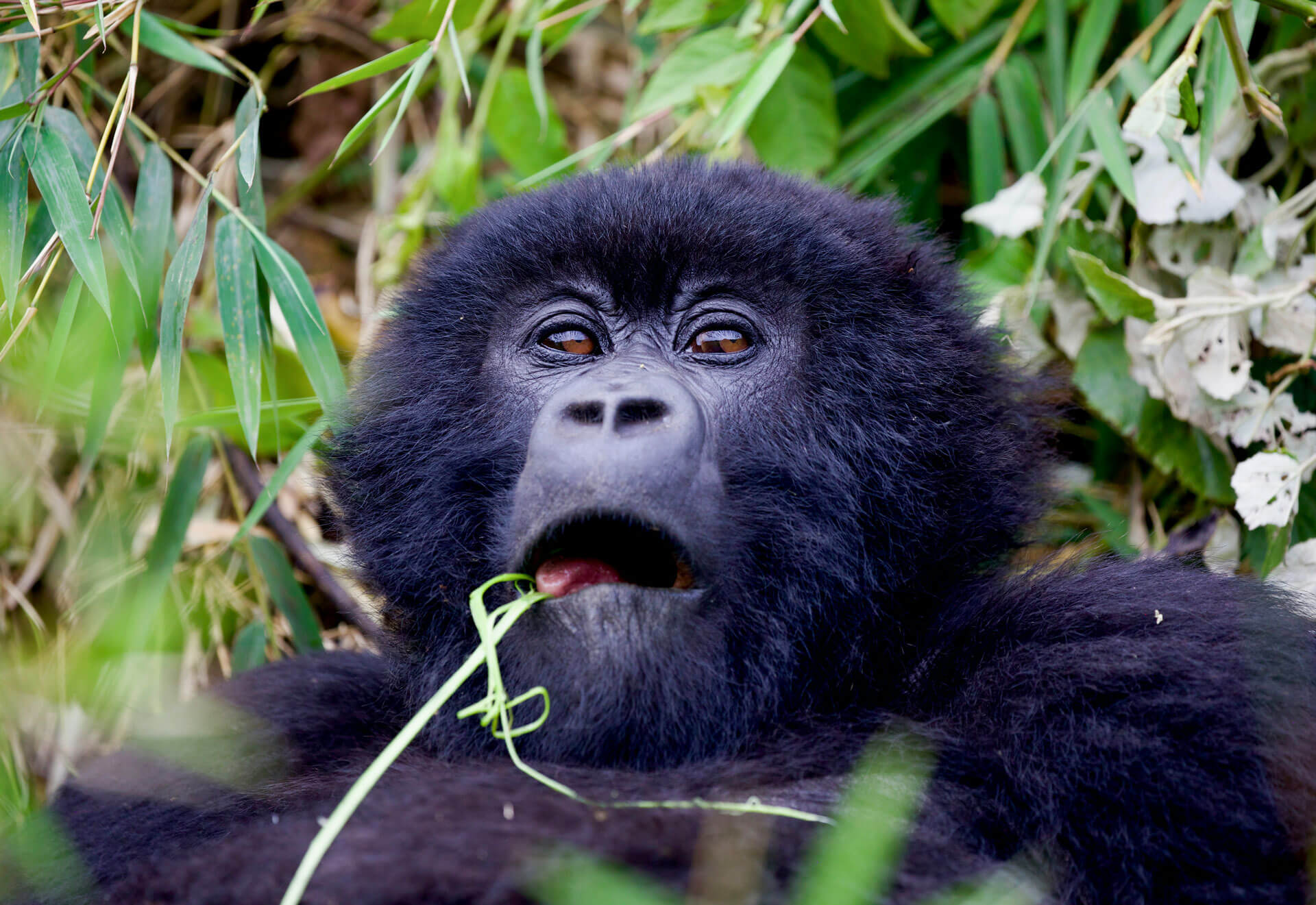 trek the gorillas in Rwanda from Uganda, trek the gorillas in Rwanda from Kenya, trek the gorillas in Rwanda from Tanzania, gorillas in Rwanda, Rwanda gorilla trekking, gorilla trekking Rwanda, Rwanda gorilla tours, Rwanda gorilla safari, mountain gorillas in Rwanda, Rwanda mountain gorillas, Volcanoes National Park gorillas, Volcanoes National Park gorilla trekking, Rwanda gorilla trekking tours, Rwanda gorilla trekking safari, Rwanda gorilla trekking packages, Rwanda gorilla tour packages, Rwanda gorilla safari packages, gorilla tours in Rwanda, gorilla safaris in Rwanda, mountain gorilla trekking Rwanda, gorilla trekking Africa, East Africa gorilla trekking, East Africa gorilla safari, Rwanda primate safari, Rwanda primate tours, primate trekking Rwanda, gorilla watching Rwanda, see gorillas in Rwanda, visit gorillas in Rwanda, Rwanda gorilla experience, Rwanda gorilla adventure, Rwanda gorilla holidays, Rwanda gorilla vacations, Rwanda gorilla trip, Rwanda gorilla trekking holiday, Rwanda gorilla trekking vacation, Rwanda gorilla trekking adventure, gorilla trekking from Kigali, Rwanda gorilla tour from Kigali, Kigali to Volcanoes National Park, Kigali gorilla trekking tour, one day gorilla trekking Rwanda, one day Rwanda gorilla tour, 2 day Rwanda gorilla safari, 3 day Rwanda gorilla tour, Rwanda gorilla permit, Rwanda gorilla permit price, Rwanda gorilla trekking permit, gorilla permit Rwanda, gorilla trekking Rwanda cost, Rwanda gorilla safari cost, Rwanda gorilla trekking price, cost of gorilla trekking in Rwanda, Rwanda gorilla permit booking, book Rwanda gorilla permit, Rwanda gorilla permit availability, best time for gorilla trekking Rwanda, best time to see gorillas in Rwanda, Rwanda gorilla trekking season, Rwanda gorilla trekking weather, what to wear gorilla trekking Rwanda, Rwanda gorilla trekking packing list, gorilla trekking gear Rwanda, Rwanda gorilla trekking difficulty, gorilla trekking fitness Rwanda, Rwanda gorilla trekking rules, Rwanda gorilla trekking age limit, responsible gorilla trekking Rwanda, luxury gorilla trekking Rwanda, luxury Rwanda gorilla safari, private gorilla trekking Rwanda, private Rwanda gorilla safari, affordable Rwanda gorilla safari, Rwanda gorilla trekking accommodation, Volcanoes National Park lodges, hotels near Volcanoes National Park, Musanze gorilla trekking, Kinigi gorilla trekking, Virunga Mountains Rwanda, Rwanda Virunga gorillas, Rwanda gorilla conservation, mountain gorilla conservation Rwanda, Dian Fossey Rwanda, golden monkey trekking Rwanda, gorilla and golden monkey trekking Rwanda, Rwanda gorilla and wildlife safari, Rwanda gorilla and Akagera safari, Rwanda gorilla and Lake Kivu tour, Rwanda gorilla and chimpanzee safari, Rwanda gorilla and Nyungwe safari, Rwanda Uganda gorilla trekking, Rwanda Uganda gorilla safari, Rwanda Uganda gorilla tours, Uganda to Rwanda gorilla trekking, Uganda to Rwanda gorilla safari, gorilla trekking Rwanda from Uganda, Kenya to Rwanda gorilla trekking, Kenya Rwanda safari, Kenya Rwanda gorilla safari, Maasai Mara and Rwanda gorilla trekking, Nairobi to Kigali gorilla safari, Tanzania to Rwanda gorilla trekking, Tanzania Rwanda safari, Tanzania Rwanda gorilla safari, Serengeti and Rwanda gorilla trekking, Ngorongoro and Rwanda gorilla safari, Dar es Salaam to Kigali gorilla trekking, East Africa multi country safari, Rwanda Kenya safari, Rwanda Tanzania safari, Rwanda Uganda safari, gorilla trekking after Kenya safari, gorilla trekking after Tanzania safari, gorilla trekking after Uganda safari, cross border Rwanda gorilla safari, Rwanda gorilla safari from East Africa, private Rwanda gorilla tour from Uganda, private Rwanda gorilla tour from Kenya, private Rwanda gorilla tour from Tanzania, best Rwanda gorilla tours, Rwanda gorilla trekking tour operator