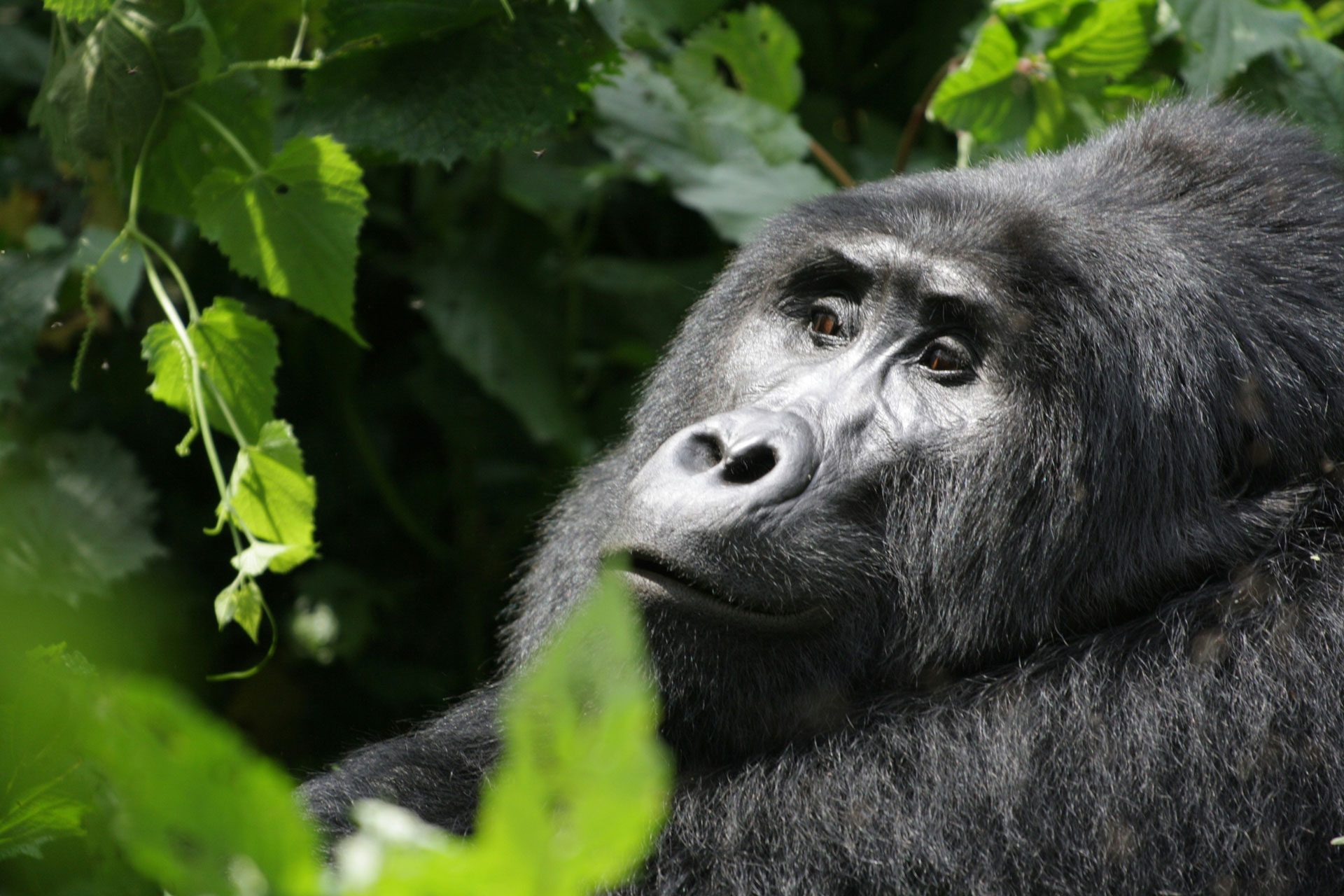 Gorilla Trekking Tours in Rwanda and Uganda