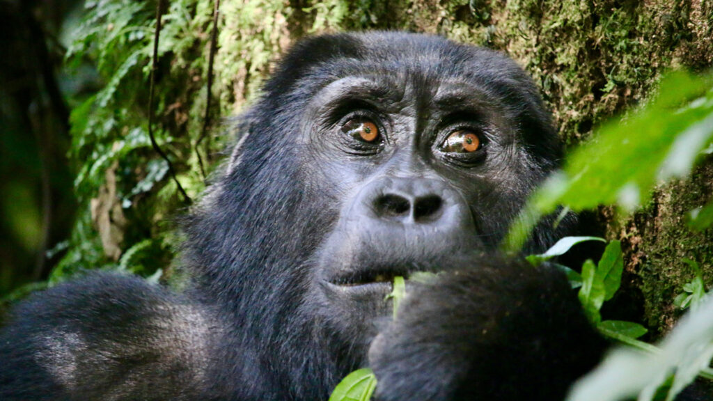 Best National Parks for Gorilla Trekking