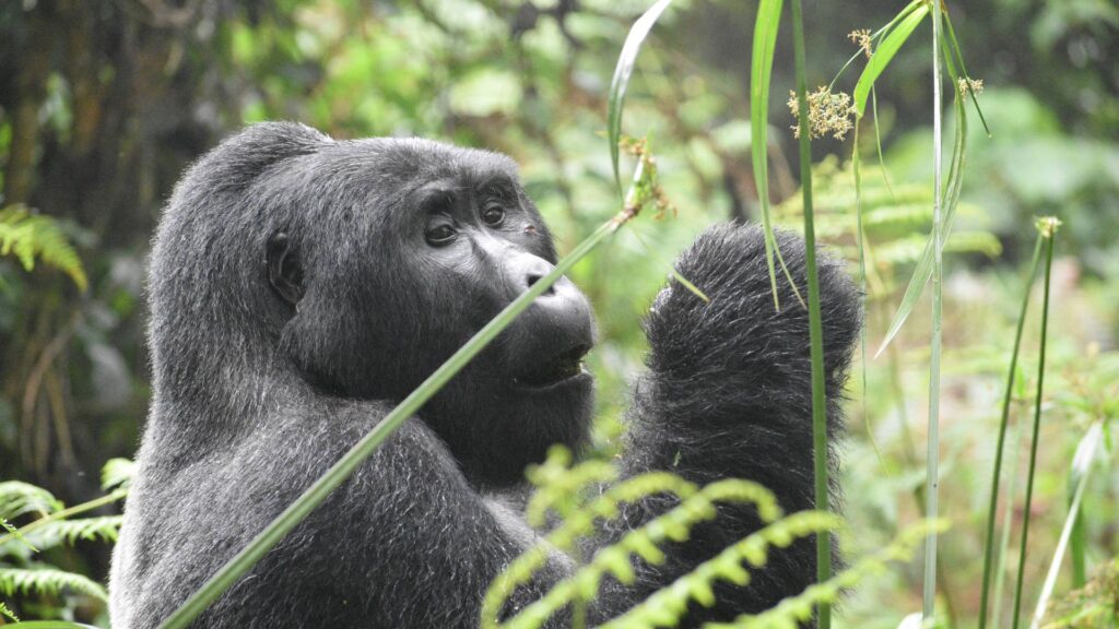 2 Days Gorilla Trekking in Volcanoes National Park, 1 Day Gorilla Trekking in Rwanda, primate safaris in rwanda, gorilla trekking in rwanda, chimpanzee trekking in rwanda, gorillas in Rwanda, chimpanzee treks with gorilla trek, 4 Days Gorilla Trekking in Rwanda and Culture Tour, 7 Days Wildlife and Primate Safari Rwanda