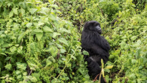 3 Days Uganda Gorilla Trek in Mgahinga from Kigali, Gorilla Habituation Experience in the Rushaga sector, Gorilla Permit Booking in Rwanda and Uganda, Complete Guide for Travelers in Rwanda and uganda