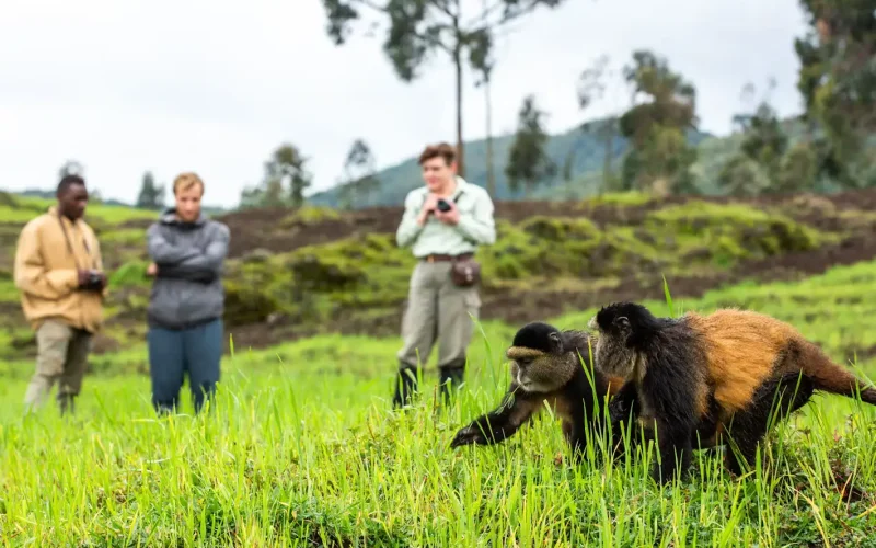 3 Days Rwanda Gorillas and Golden Monkey Trekking