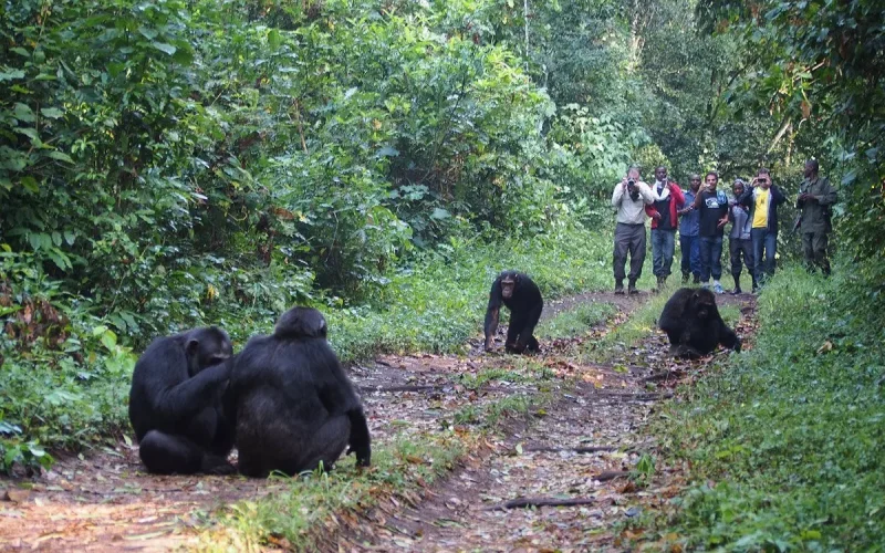 queen elizabeth national park, chimpanzee trekking in Kyambura Gorge, 10 Days Rwanda Gorilla Trek, Uganda chimpanzees and Golden Monkey Trekking