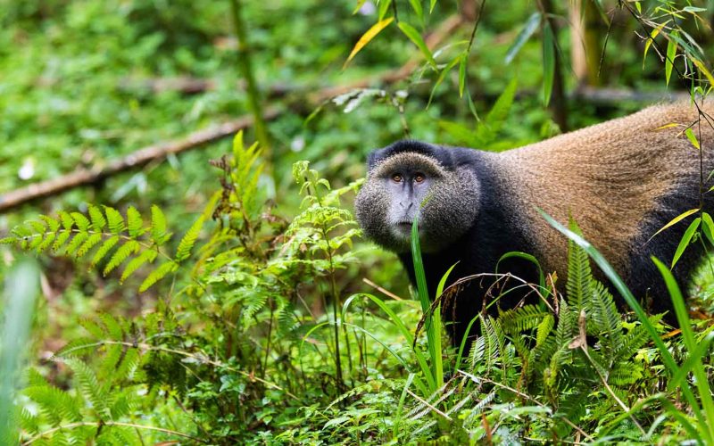 golden monkey trekking in rwanda, 3 Days Rwanda Gorillas and Golden Monkey Trekking, 9 Days Rwanda Tour & Uganda Gorilla Trekking, 10 Days Rwanda Gorilla Trek, Uganda chimpanzees and Golden Monkey Trekking