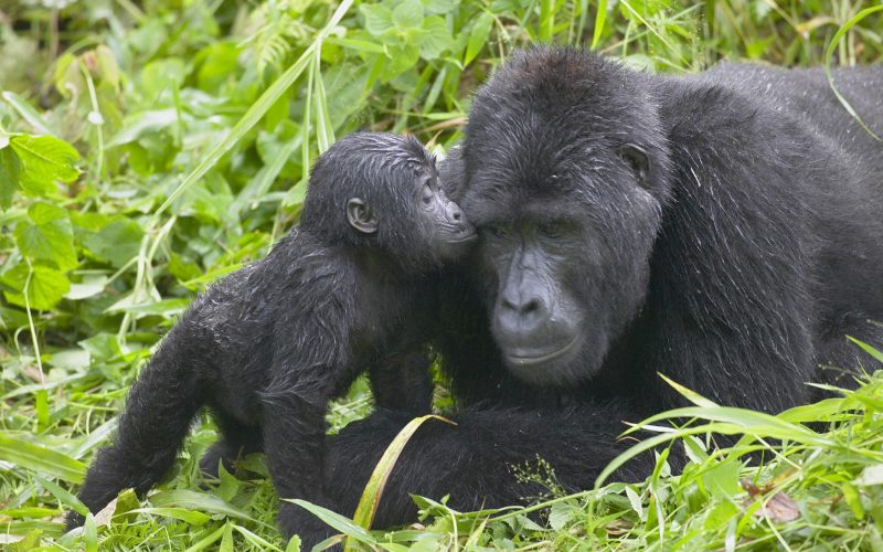 2 Days Gorilla Trekking in Volcanoes National Park, 1 Day Gorilla Trekking in Rwanda