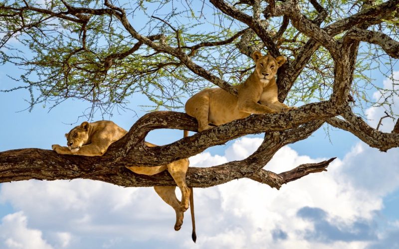 10 Days Rwanda Gorilla Trek, Uganda chimpanzees and Golden Monkey Trekking