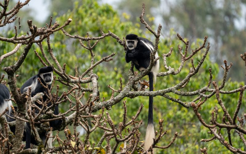 nyungwe forest national park, nyungwe national park, 10 Days Rwanda Gorilla Trek, Uganda chimpanzees and Golden Monkey Trekking