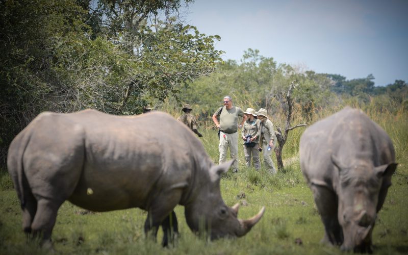 Wildlife Safaris in Rwanda, uganda tourism, Big 5 Safaris in Uganda, Ultimate Wildlife Safari Guide 2026, big five safaris in uganda, uganda big five, Big Five safaris in Uganda, Uganda wildlife safari, Uganda safari tours, Uganda Big Five tour, Murchison Falls safari, Queen Elizabeth National Park safari, Uganda national parks, Uganda wildlife holidays, Uganda safari packages, African Big Five safari, Uganda game drives, Uganda luxury safari, Uganda budget safari, Uganda family safari, Uganda honeymoon safari, Uganda wildlife adventure, Uganda safari holidays, Rhino tracking Uganda, Ziwa Rhino Sanctuary, Tree climbing lions Uganda, African elephants Uganda, Leopard safari Uganda, Buffalo safari Uganda, Lion safari Uganda, Uganda wildlife photography, Uganda safari itinerary, Uganda guided safari, Uganda safari lodges, Uganda safari accommodation, Uganda birdwatching safari, Uganda wildlife conservation, Uganda eco tourism, Uganda safari experience, Uganda travel guide, Best safari in Uganda, Uganda safari cost, Uganda safari deals, Uganda safari holidays package, Gorilla and Big Five safari, Chimpanzee and wildlife safari, Bwindi gorilla trekking, Kibale chimpanzee trekking, Wildlife viewing Uganda, Uganda safari destinations, East Africa safari, Uganda adventure tours, Uganda safari vacation, Uganda private safari, Uganda tailor-made safari, Uganda safari company, Uganda wildlife parks, Uganda safari experts, Uganda game viewing, Uganda safari planning, Uganda safari guide, Best time for Uganda safari, Uganda wildlife tour operator, Uganda safari booking, Uganda safari travel, African wildlife tours, 5 Days Rwanda Gorilla Trek & Uganda Big Five Safari