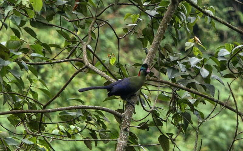 volcanoes national park rwanda, 4 Days Gorilla Trekking in Rwanda and Culture Tour