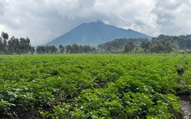 2 Days Gorilla Trekking in Volcanoes National Park, 1 Day Gorilla Trekking in Rwanda