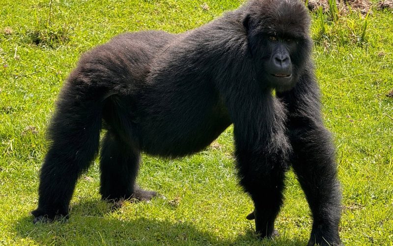 2 Days Gorilla Trekking in Volcanoes National Park