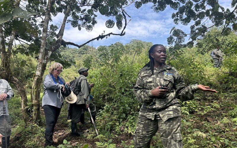 Gorilla Trekking Regulations in Rwanda and Uganda, 3 Days Rwanda Gorillas and Golden Monkey Trekking, 9 Days Rwanda Tour & Uganda Gorilla Trekking