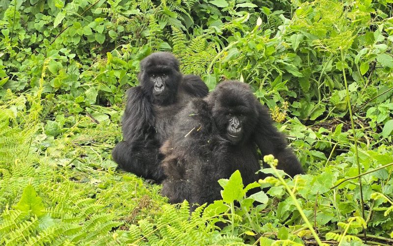 Gorilla Trekking in Uganda's Mgahinga Gorilla National Park, 2 Days Gorilla Trekking in Volcanoes National Park