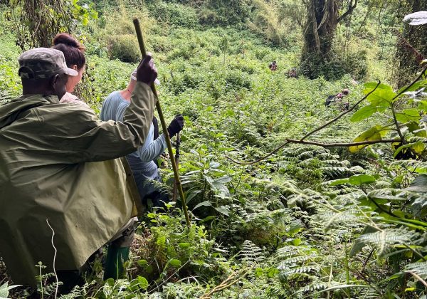gorilla trekking in Rwanda and Uganda