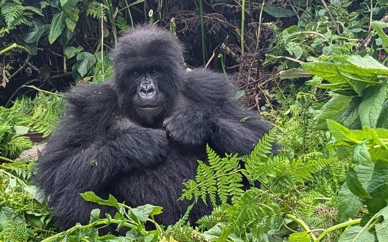 4 Days Gorilla Trekking in Rwanda and Culture Tour