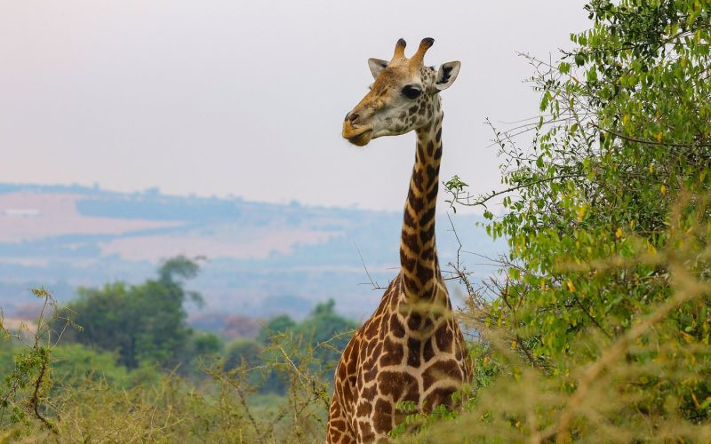 visit rwanda safaris, 5 Days Rwanda Gorilla Trek & Uganda Big Five Safari