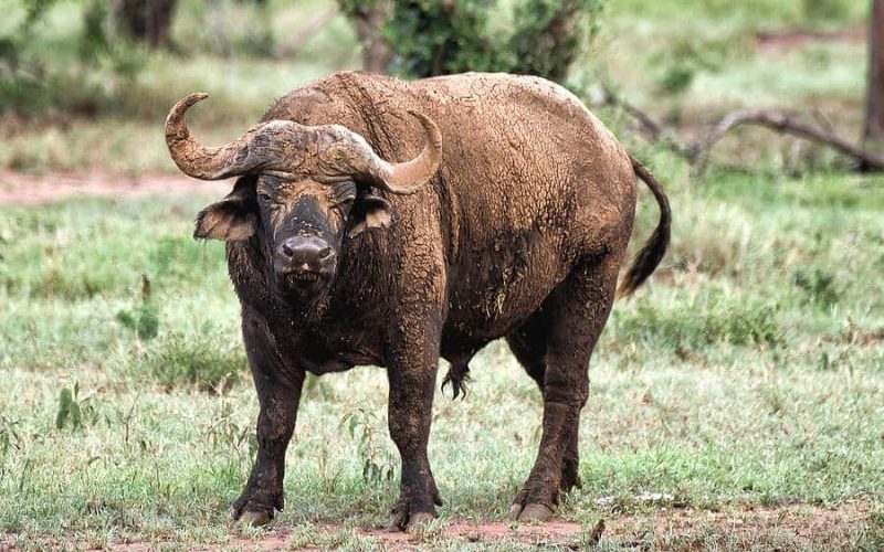 Popular Rwanda Attractions, 9 Days Rwanda Tour & Uganda Gorilla Trekking