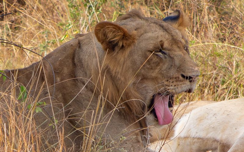 African lion, African leopard, African elephant, Cape buffalo, and rhinoceros, Wildlife Safaris in Rwanda, uganda tourism, Big 5 Safaris in Uganda, Ultimate Wildlife Safari Guide 2026, big five safaris in uganda, uganda big five, 5 Days Rwanda Gorilla Trek & Uganda Big Five Safari, 9 Days Rwanda Tour & Uganda Gorilla Trekking